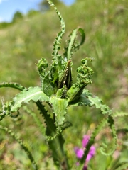 Tragopogon undulatus
