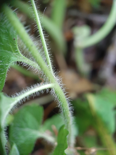 Wood Speedwell