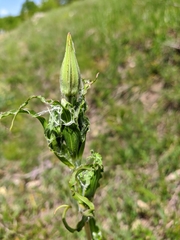 Tragopogon undulatus