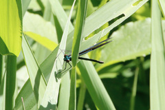 Calopteryx maculata