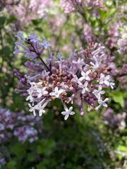 Syringa meyeri