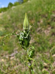 Tragopogon undulatus