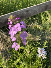Hesperis matronalis