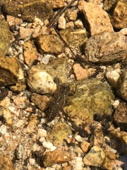 Cordulegaster dorsalis