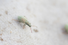 Phyllobius virideaeris