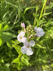 Hesperis matronalis