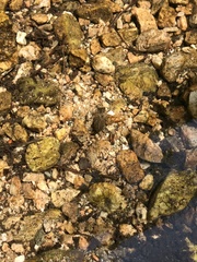 Cordulegaster dorsalis