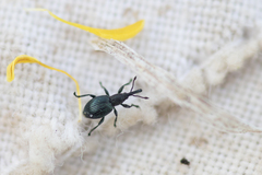 Ceratapion onopordi