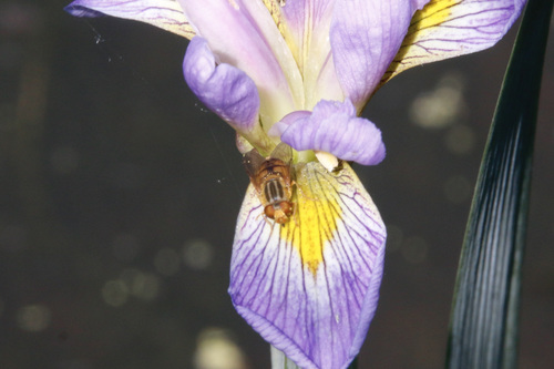 Common Bog Fly photo 4