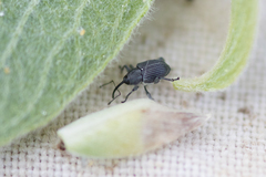 Archarius salicivorus