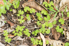 Hydrocotyle elongata