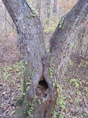 Celastrus flagellaris