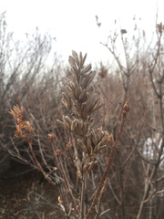 Syringa hyacinthiflora