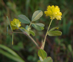 Trifolium boissieri