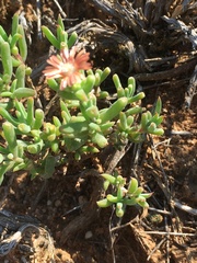 Delosperma fredericii