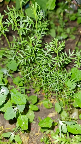 Lepidium ruderale iNat (2)