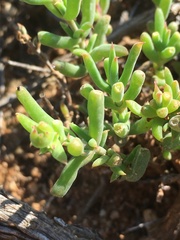 Delosperma fredericii