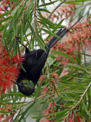 Nectarinia kilimensis