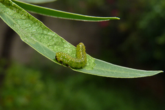 Adurgoa gonagra