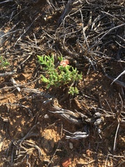 Delosperma fredericii