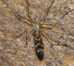 Tipula trivittata