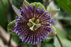 Passiflora laurifolia