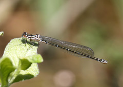 Coenagrion puella