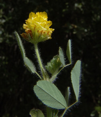 Trifolium boissieri