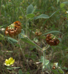 Trifolium boissieri