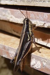 Dichroplus elongatus