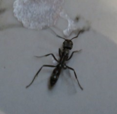 Neoponera