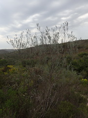 Aspalathus cinerascens