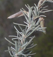 Aspalathus cinerascens