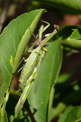 Parastagmatoptera unipunctata