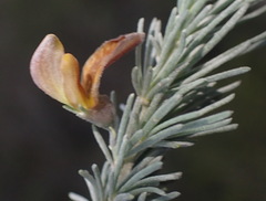 Aspalathus cinerascens