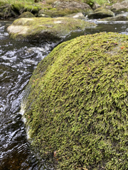 Hygrohypnella ochracea