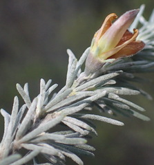 Aspalathus cinerascens