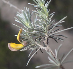 Aspalathus cinerascens