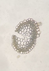 Hygrohypnella ochracea