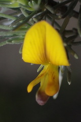 Aspalathus cinerascens