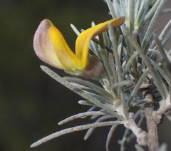 Aspalathus cinerascens