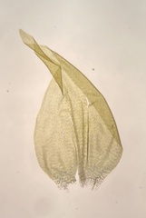 Hygrohypnella ochracea