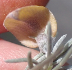 Aspalathus cinerascens