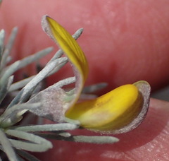 Aspalathus cinerascens