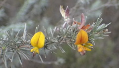 Aspalathus cinerascens