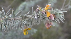 Aspalathus cinerascens