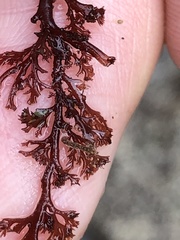 Microcladia coulteri