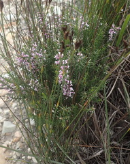 Muraltia juniperifolia