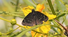 Pholisora mejicanus