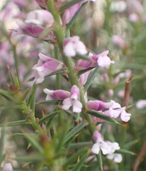 Muraltia juniperifolia